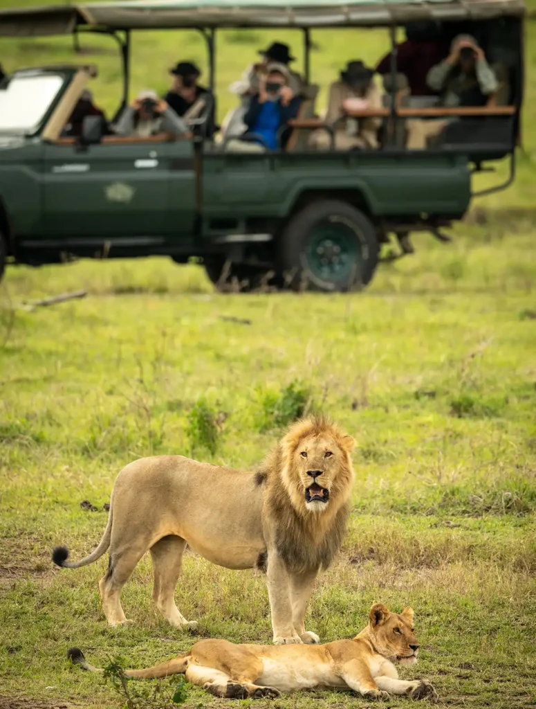 Safari and Wildlife
